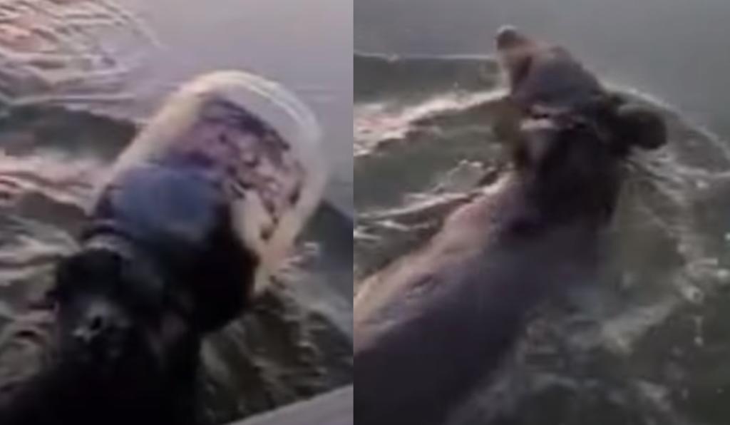 Familia rescata a oso que tenía atorado un bote en la cabeza