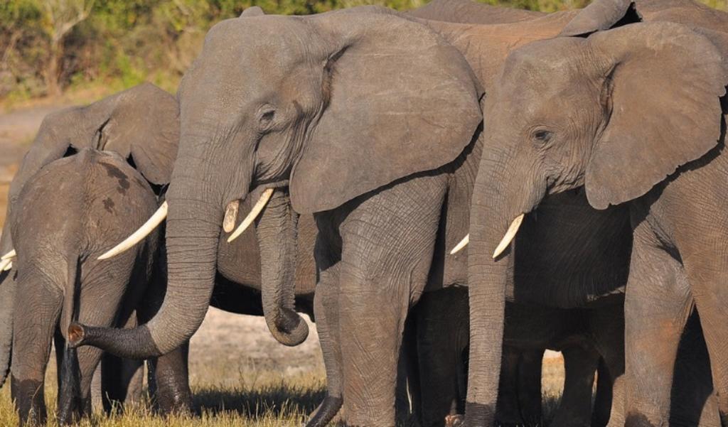 Preocupa la muerte de más de 300 elefantes en Botsuana