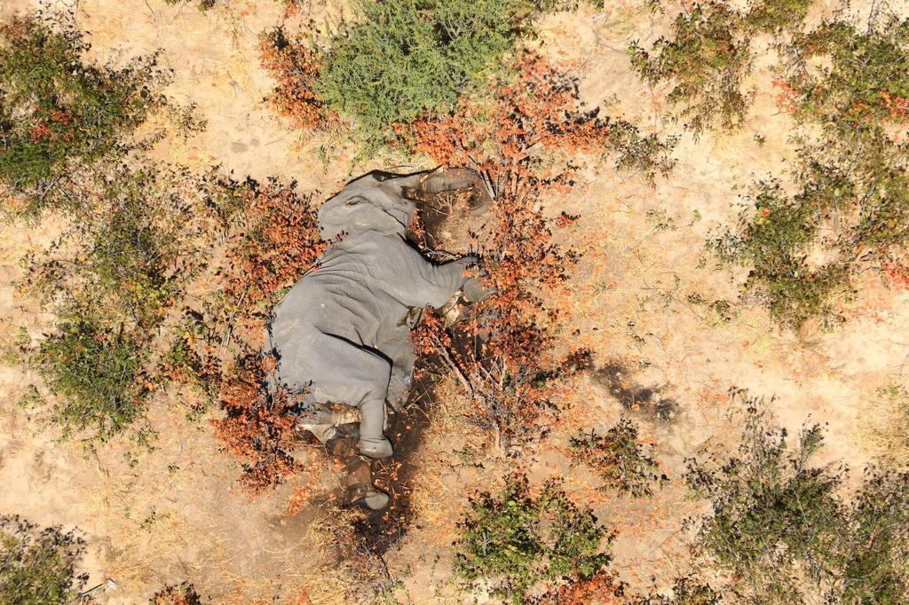 Investiga Botsuana 'muertes misteriosas' de 275 elefantes