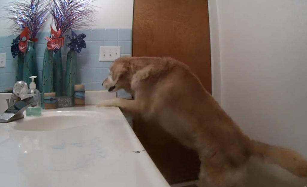 VIRAL: Perro se encierra en el baño y prende la ventilación para no escuchar los fuegos artificiales