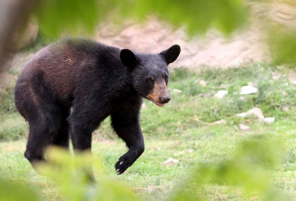 Llaman a reportar presencia de osos en Coahuila