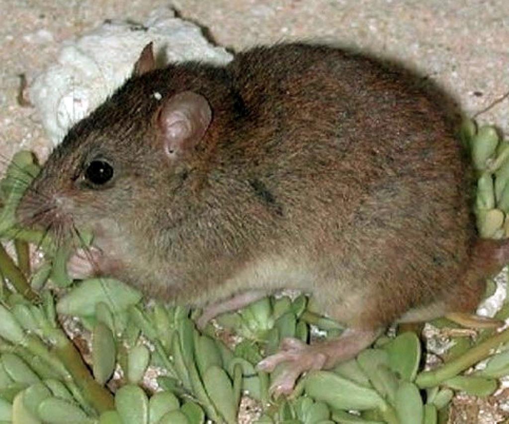 Descubren nueva especie de gran roedor que vivió hace 2.6 millones años
