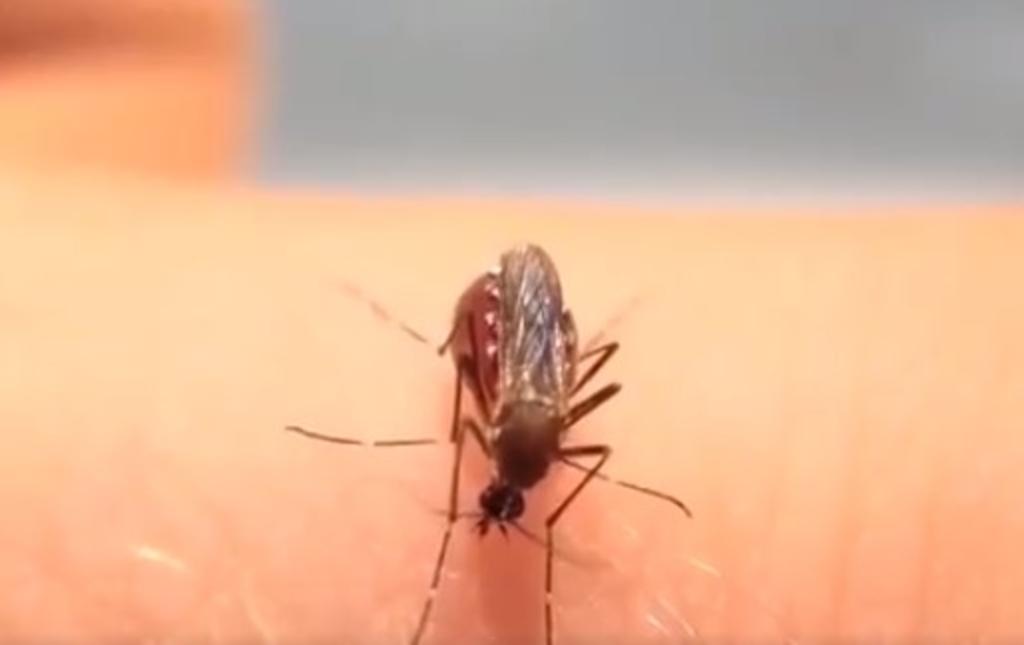 El 'impresionante' momento en el que mosquito se alimenta hasta reventar