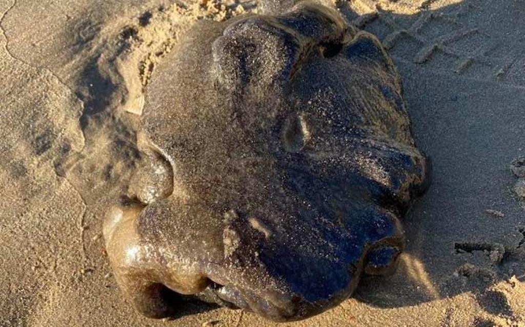 Mujer encuentra 'extraña' criatura en playa de Australia