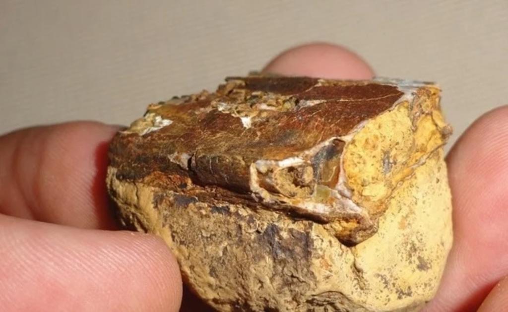 Encuentran fósiles de reptil volador de hace 135 millones de años en Colombia