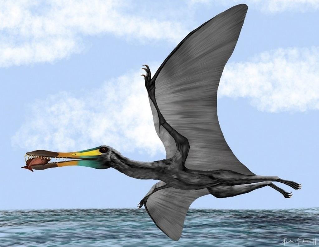 Descubren fósiles de un pterosaurio de hace 135 millones de años en Colombia