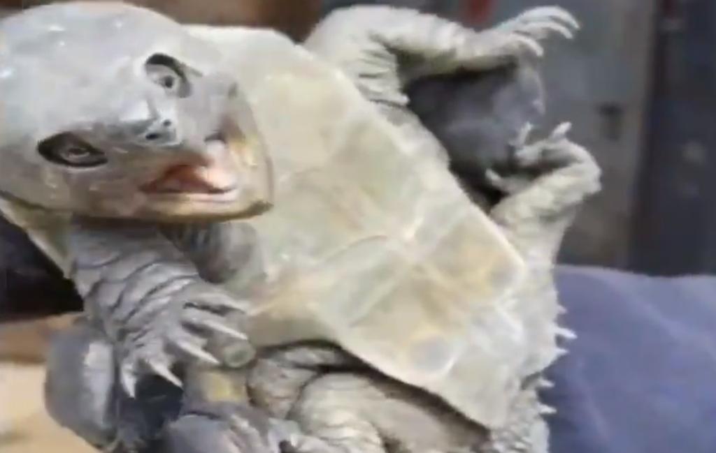 Encuentran 'extraña' tortuga con 'pico de águila' en China