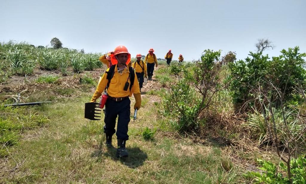 Inicia reforestación en reserva natural afectada por incendio en Veracruz