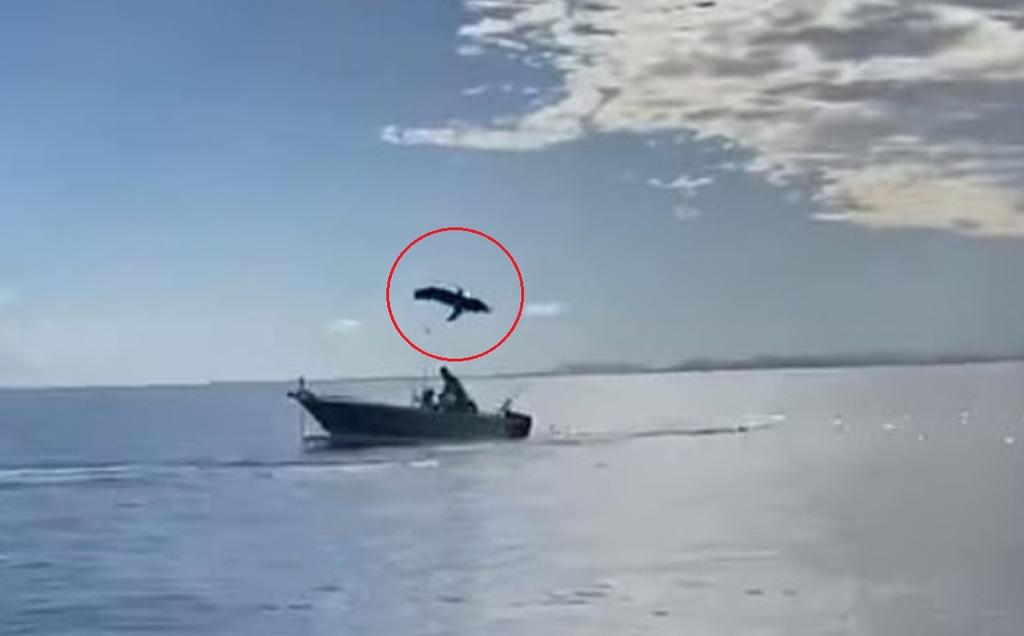 VIDEO: Captan a tiburón dando volteretas en el aire sobre un bote