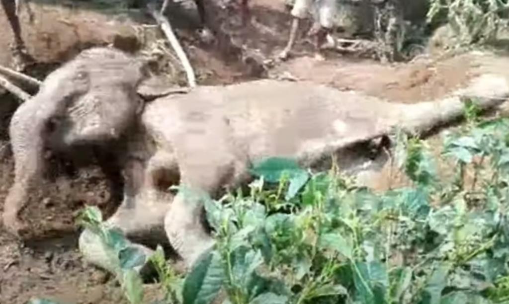 Pobladores de la India rescatan a un elefante que terminó atrapado en una zanja