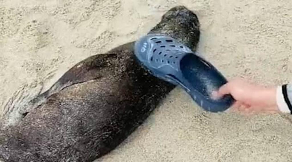 Indigna video que muestra a turista golpeando a cría de león marino en la playa
