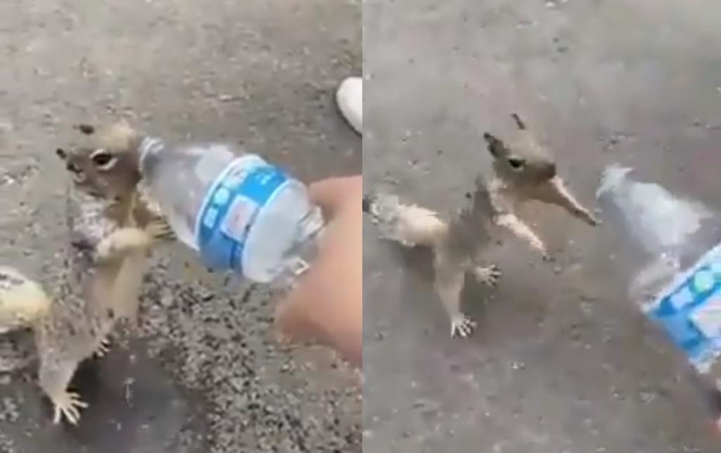 VIRAL: Ardilla pide agua a un niño y se acaba toda una botella