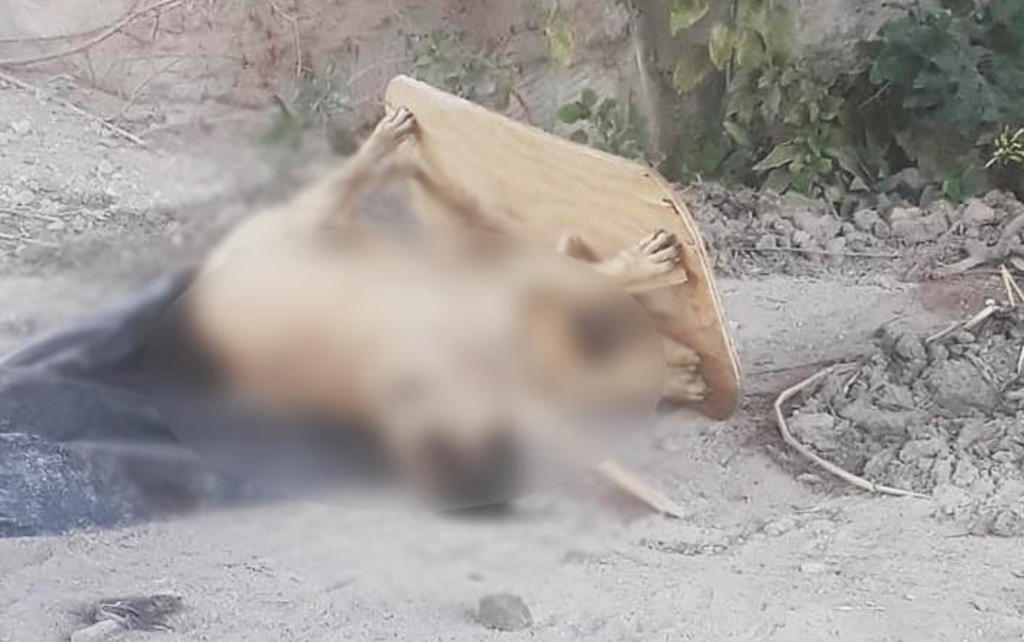 Autoridades en Aguascalientes investigan caso de perrita clavada en base de madera