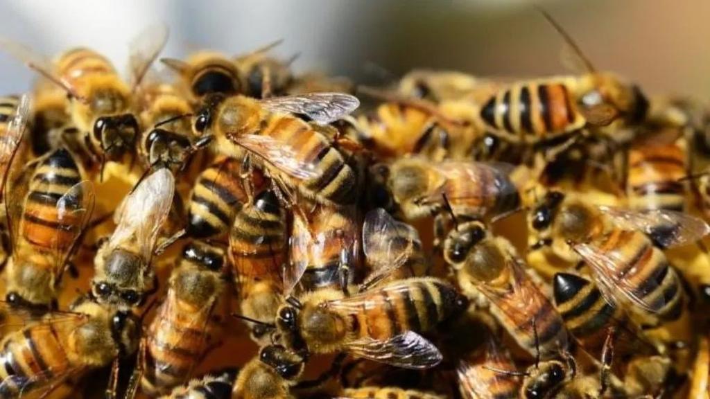 VIDEO: Enjambre de abejas bloquea la entrada de un edificio en Rusia