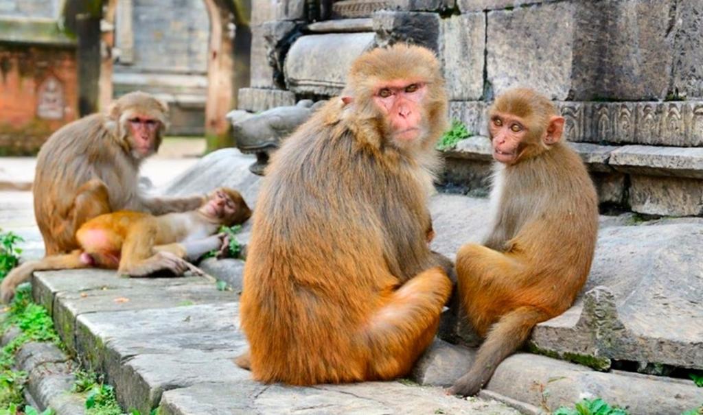 Monos provocan la muerte de una mujer y sus cuatro hijos en la India