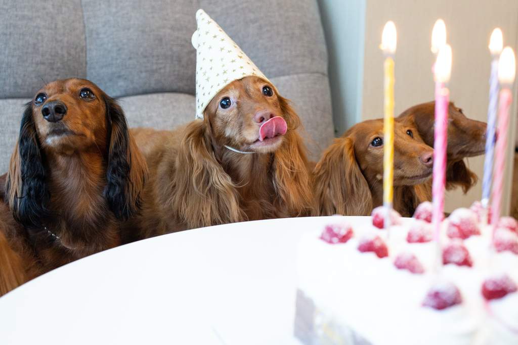 Conoce la receta del pastel canino para celebrar el Día del Perro