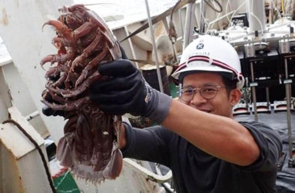 Científicos descubren una 'cucaracha gigante' en el fondo del mar