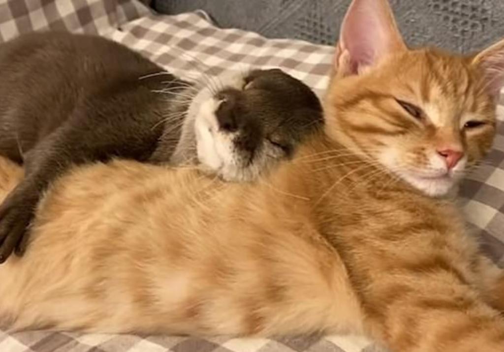 La adorable amistad entre una nutria y un gatito