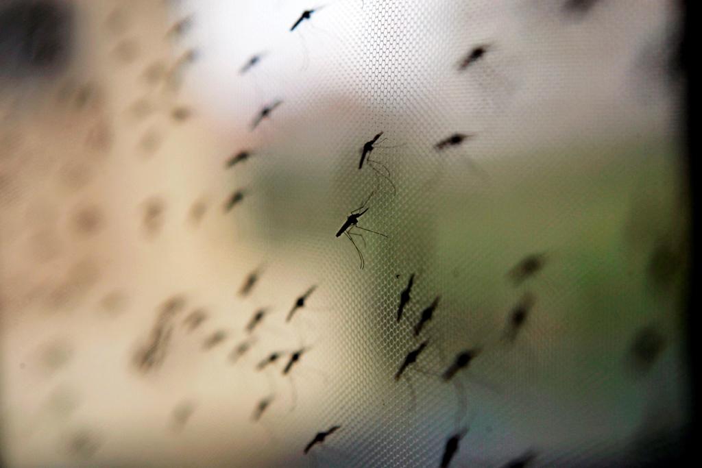 Aumento de la urbanización en África hará que los mosquitos piquen más
