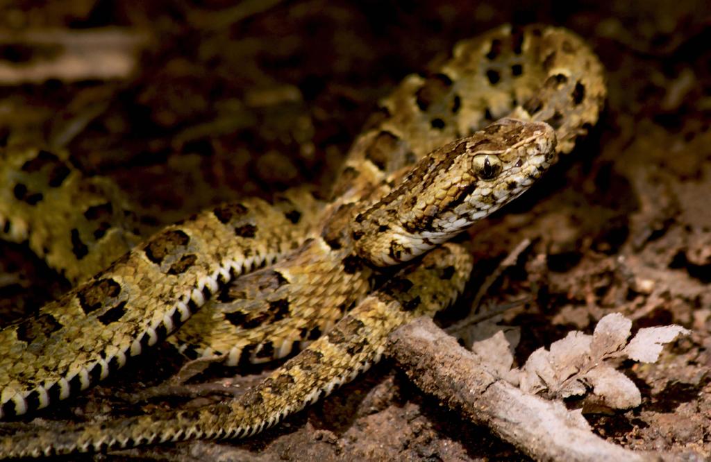 Descubren nueva especie de serpiente en Cuba