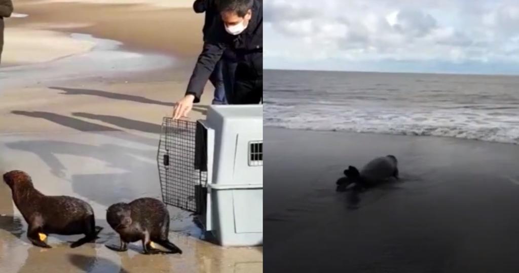 Elefante y lobos marinos regresan al mar en Argentina tras rehabilitación