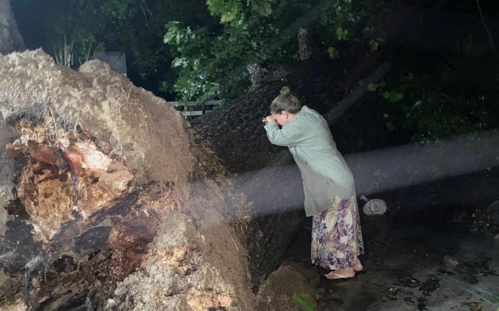 'Mi árbol se fue'; mujer llora por su nogal de 100 años que colapsó por 'Hanna'