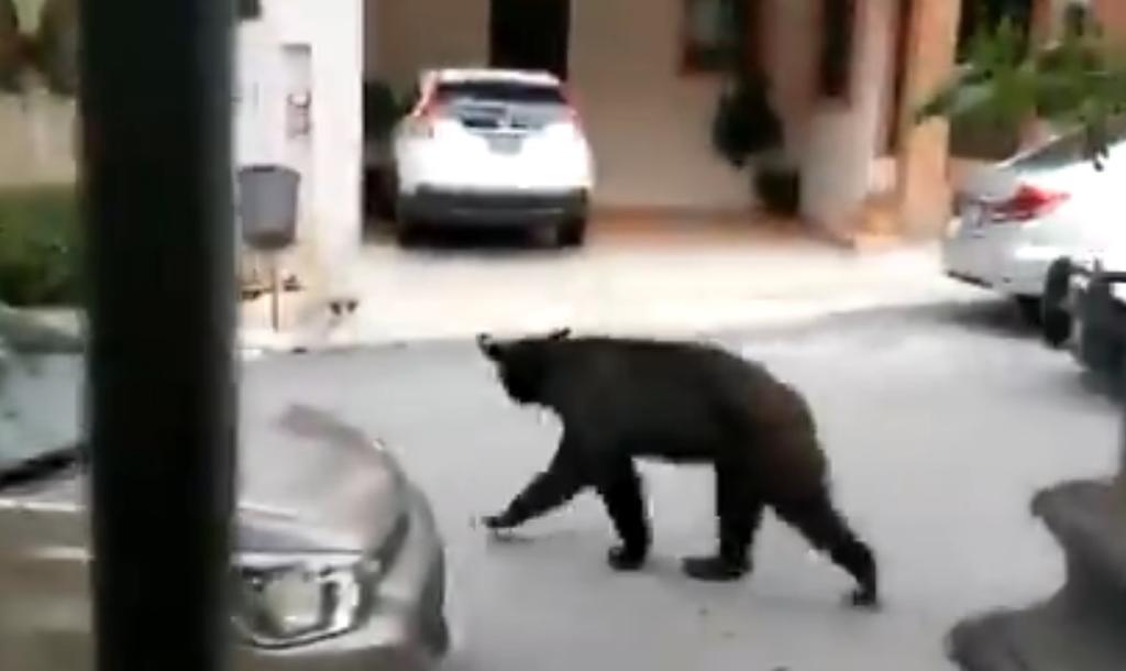 Captan a oso vagando por las calles de Monterrey