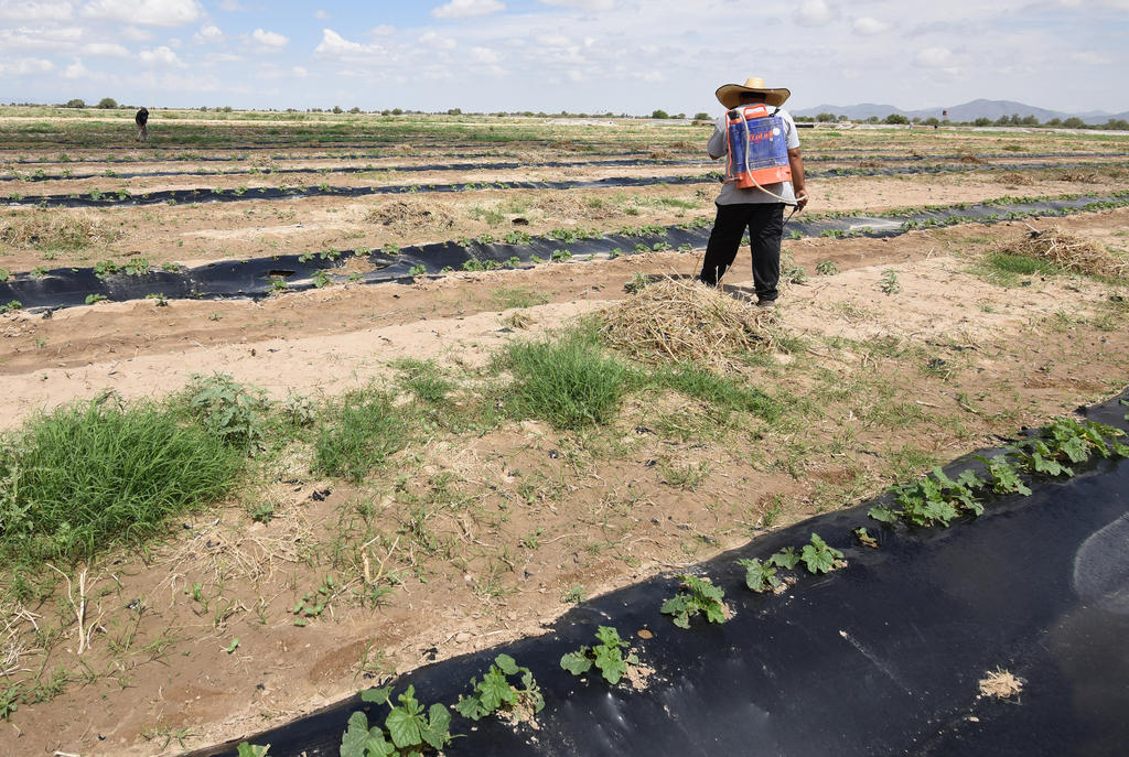 Lluvia causa daños en cultivos de melón de La Laguna