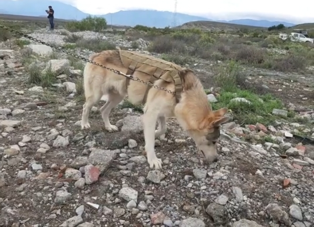 Suman lobo mexicano a búsqueda de menor arrastrada por el arroyo El Saucillo