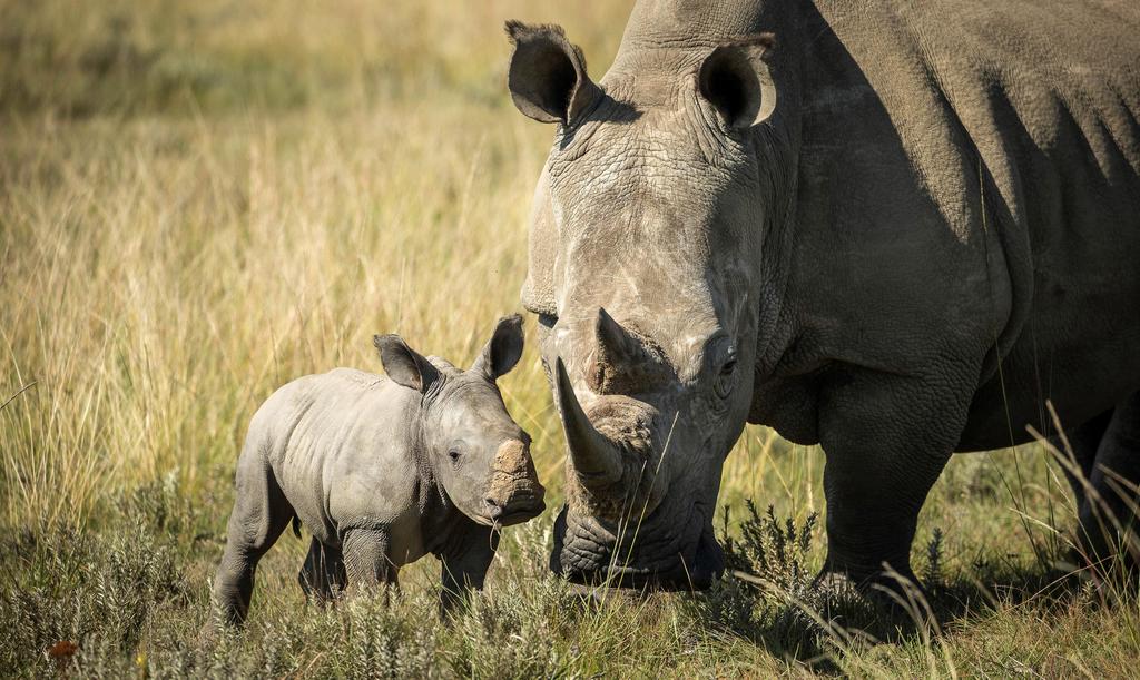 Por COVID-19, la caza furtiva de rinocerontes cae un 53 % en Sudáfrica