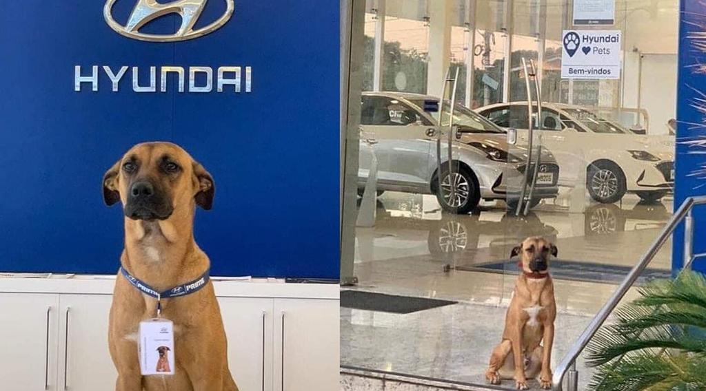 Agencia de autos adopta a perrito callejero y se vuelve viral