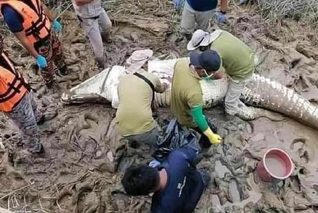 Encuentran en estómago de cocodrilo los restos de un joven desaparecido
