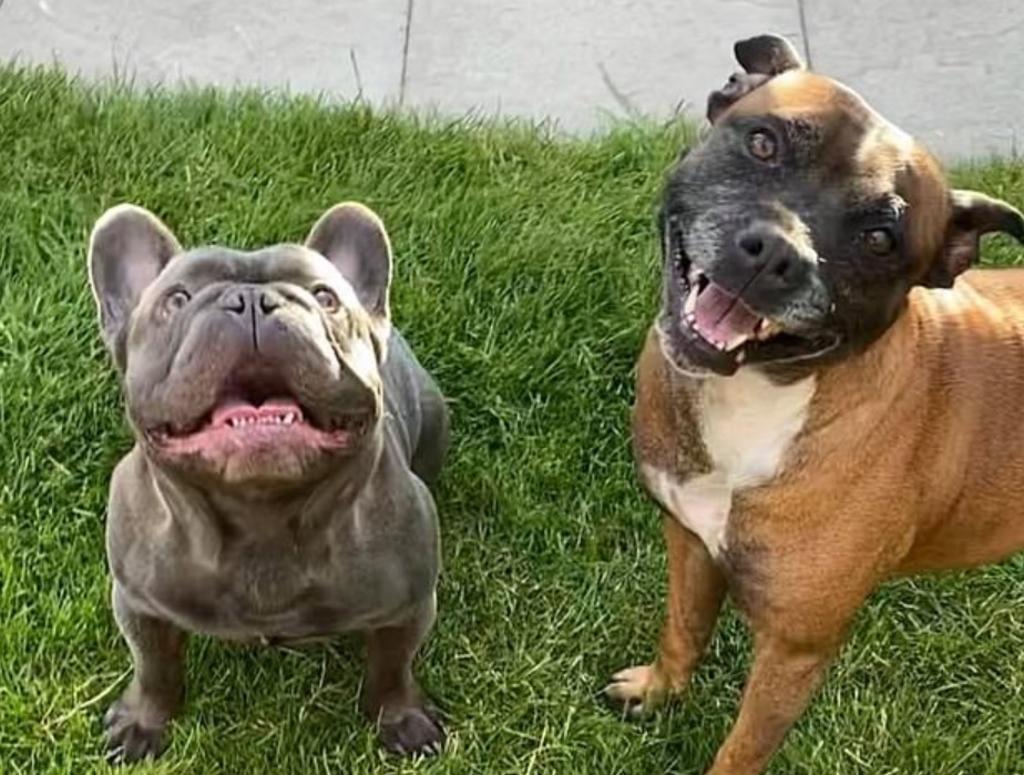 Bulldog y Bull Terrier se convierten en héroes al acechar a ladrones