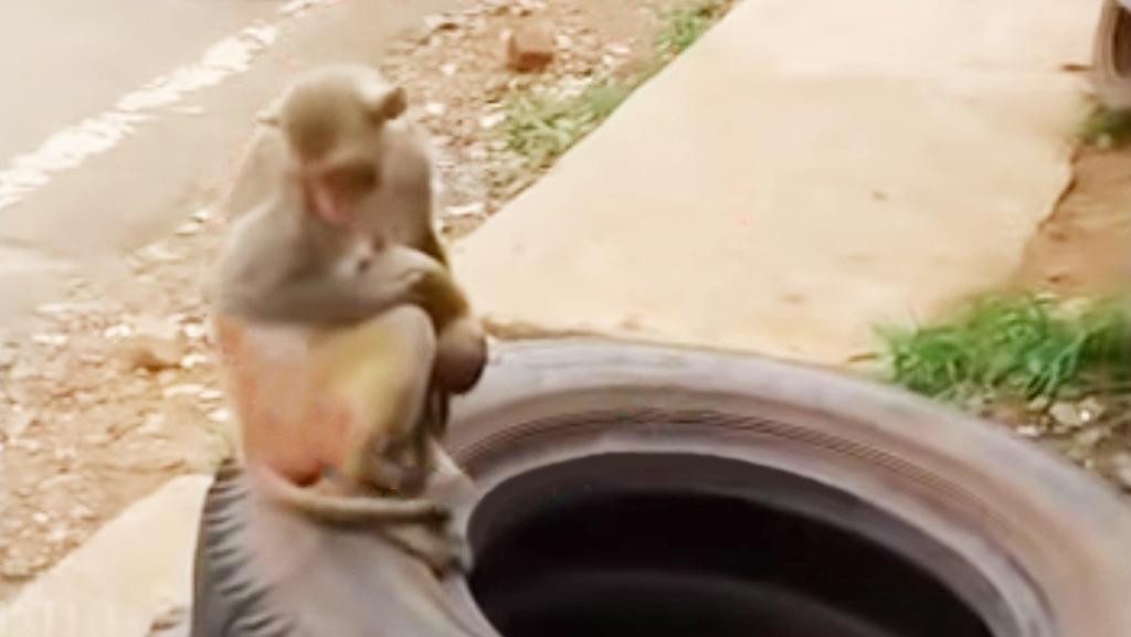 Mono carga con el cadáver de su bebé por varios días