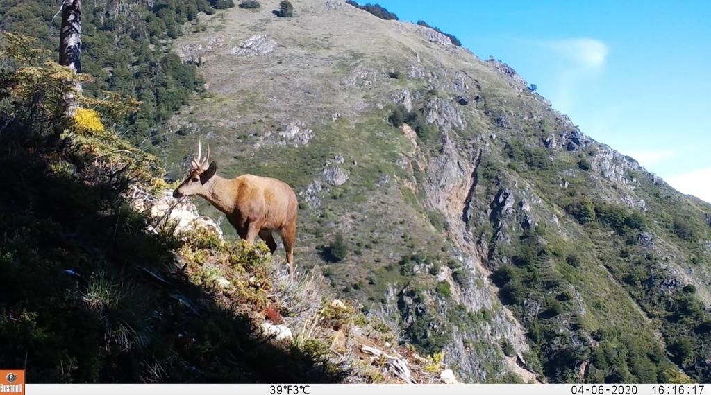 Captan a ciervo andino en peligro de extinción al norte de la Patagonia