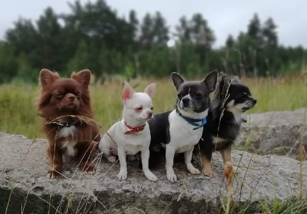 ¿Cuántos tipos de perros chihuahua hay y cuáles son?