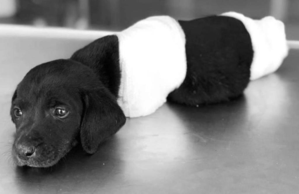 Resurge caso de cachorro Labrador encontrado con patitas y cola mutilada