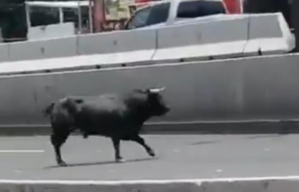 Toro escapa de una plaza y muere al ser atropellado por un taxi en Querétaro