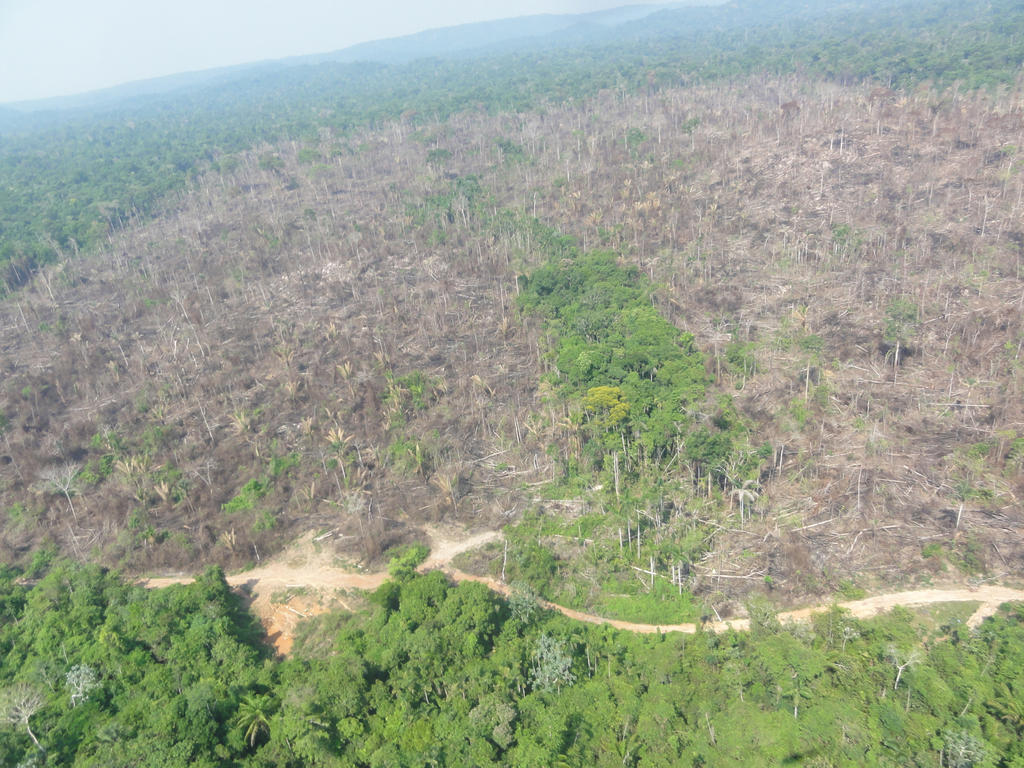 Prevén deforestación récord de la Amazonía brasileña