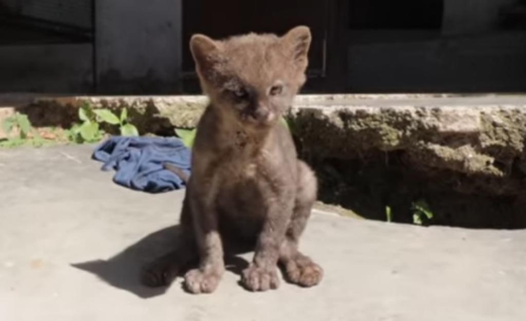 Adopta un 'gatito' y después descubre que se trata en realidad de un puma