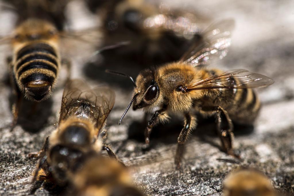 Enjambre de abejas ataca a militares en Sinaloa