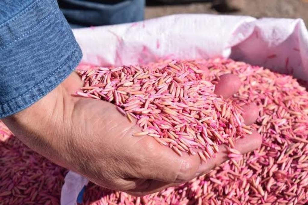 Entregarán semilla de avena en La Laguna de Durango