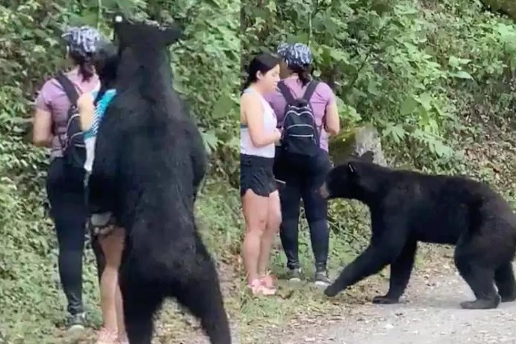 Tras criticas Profepa investiga castración del oso de Monterrey