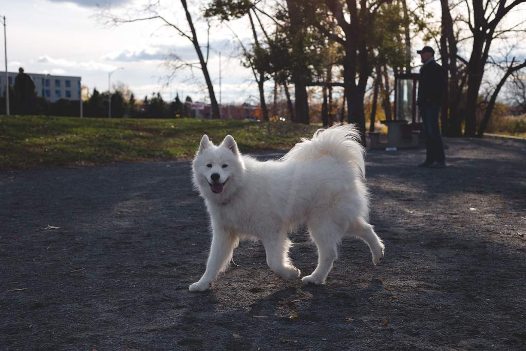 Lo que debes saber sobre el perro samoyedo