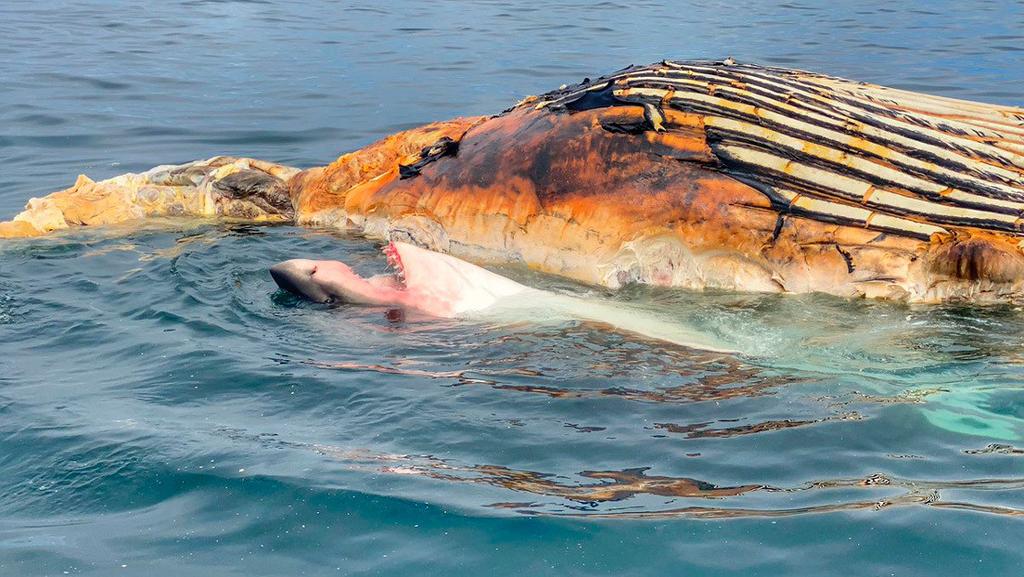 Graban a un tiburón blanco comiendo los restos de una ballena