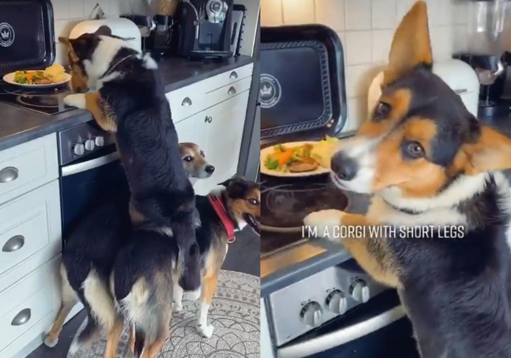 VIRAL: Perros trabajan en equipo para 'robar' comida de una estufa