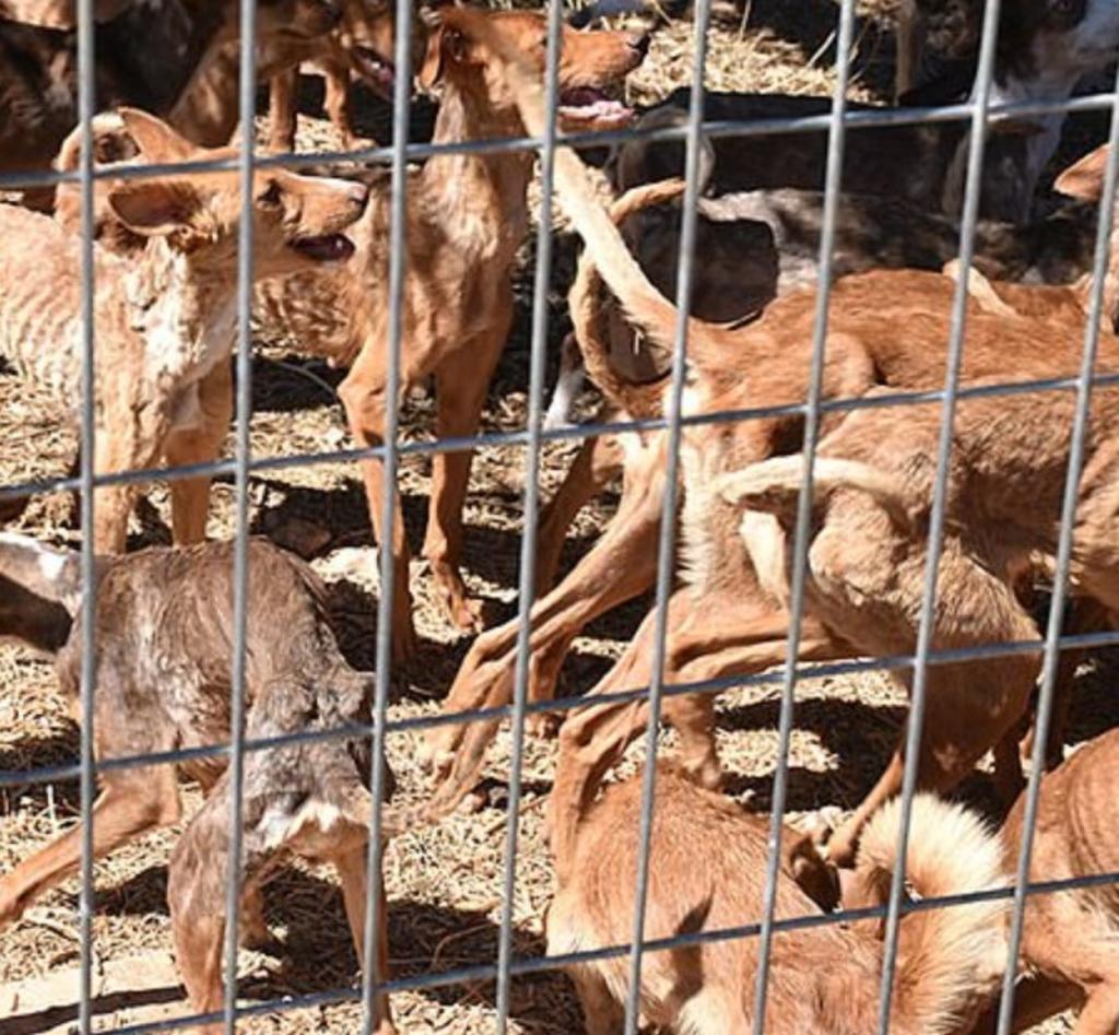 Rescatan a 41 perritos con severa desnutrición en 'albergue' canino