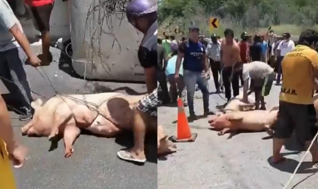 Camión que transportaba cerdos sufre rapiña en Campeche tras accidentarse
