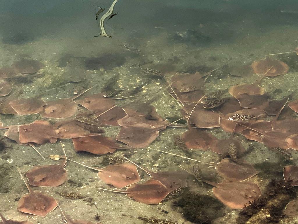 Concluyen que muerte de peces en bahía de Miami es por oxígeno bajo