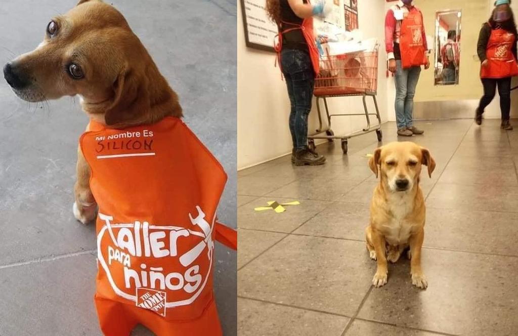 Tienda para el hogar en Oaxaca adopta a perrito y lo llama 'Silicón'